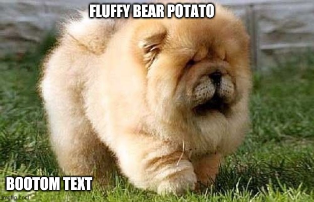 (Note from mod: Coot as hecc) | FLUFFY BEAR POTATO; BOOTOM TEXT | image tagged in dog,dogs | made w/ Imgflip meme maker