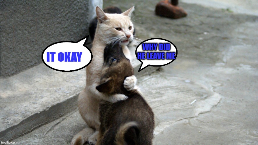 cat and dog | IT OKAY; WHY DID HE LEAVE ME | image tagged in cat and dog,sad,feel better,don't cry | made w/ Imgflip meme maker