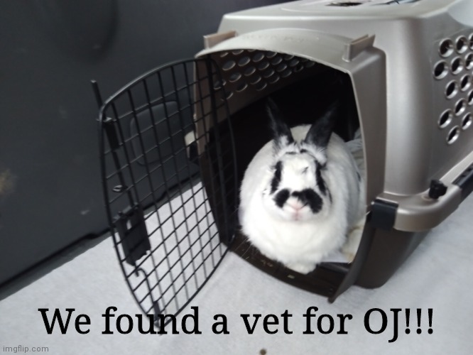 *happy noises* | We found a vet for OJ!!! | image tagged in yeeee | made w/ Imgflip meme maker