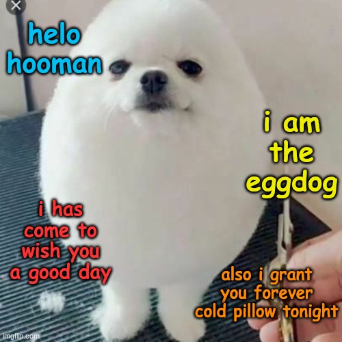 eggdog wishes you a good day! | helo hooman; i am the eggdog; i has come to wish you a good day; also i grant you forever cold pillow tonight | image tagged in memes,funny,dogs,eggdog,good day,wholesome | made w/ Imgflip meme maker