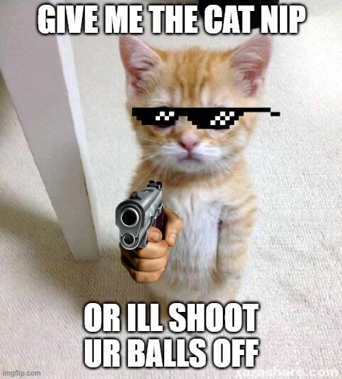 Cute Cat | GIVE ME THE CAT NIP; OR ILL SHOOT UR BALLS OFF | image tagged in memes,cute cat | made w/ Imgflip meme maker