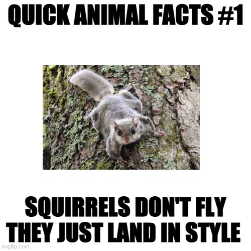 make quick animal facts a trend please | QUICK ANIMAL FACTS #1; SQUIRRELS DON'T FLY THEY JUST LAND IN STYLE | image tagged in memes,blank transparent square | made w/ Imgflip meme maker
