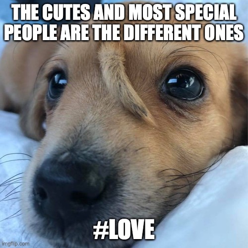 Love For All | THE CUTES AND MOST SPECIAL PEOPLE ARE THE DIFFERENT ONES; #LOVE | image tagged in love | made w/ Imgflip meme maker