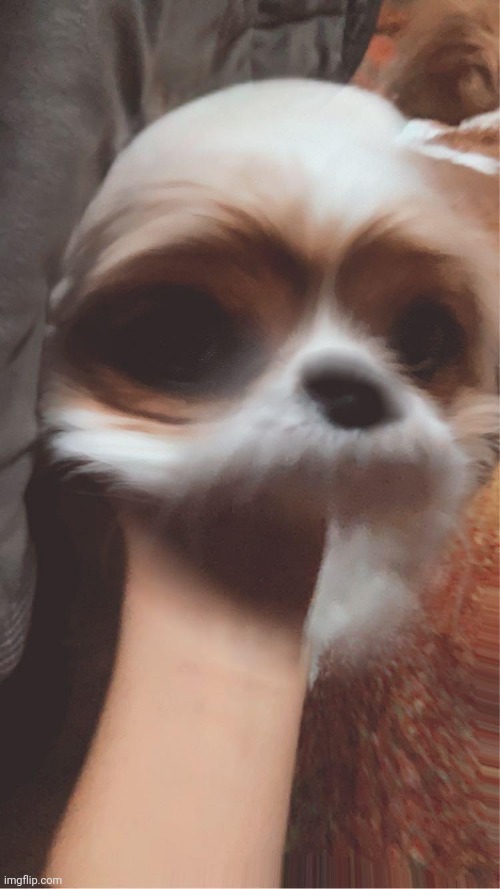 My d o g e in a f i l t e r | image tagged in narwhal alien doge | made w/ Imgflip meme maker
