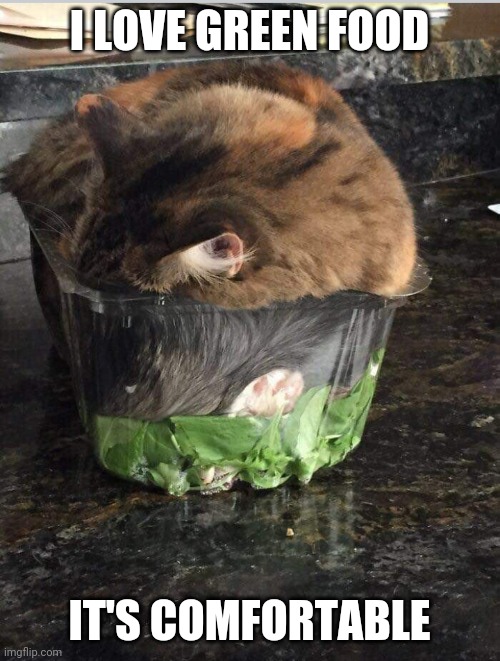 IT'S LIKE BEING OUTSIDE | I LOVE GREEN FOOD; IT'S COMFORTABLE | image tagged in cats,funny cats,sleeping cat | made w/ Imgflip meme maker