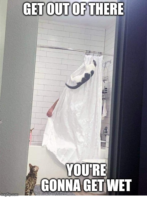 MAYBE CAT WANTS A SHOWER | GET OUT OF THERE; YOU'RE GONNA GET WET | image tagged in cats,funny cats | made w/ Imgflip meme maker