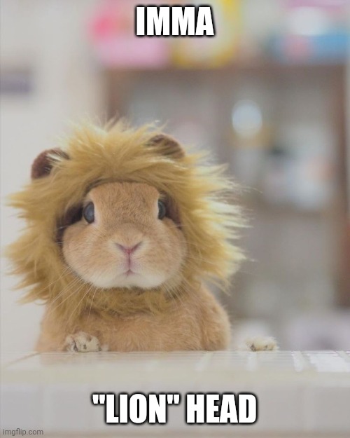 LION BUNNY | IMMA; "LION" HEAD | image tagged in bunny,rabbit,lion | made w/ Imgflip meme maker