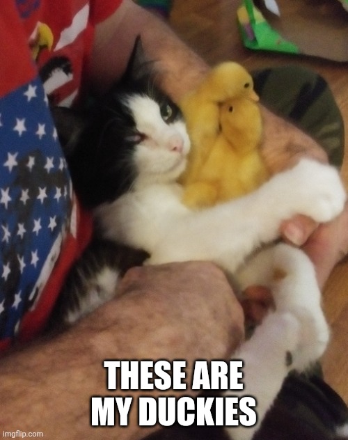 KITTY NOT GONNA SHARE HIS DUCKS | THESE ARE MY DUCKIES | image tagged in ducks,cats,duckling | made w/ Imgflip meme maker
