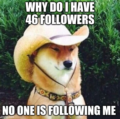 Wot in Tarnation Dog | WHY DO I HAVE 46 FOLLOWERS; NO ONE IS FOLLOWING ME | image tagged in wot in tarnation dog | made w/ Imgflip meme maker