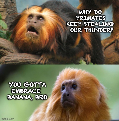 Monkey Brothers | WHY DO PRIMATES
KEEP STEALING
 OUR THUNDER? YOU GOTTA
EMBRACE 
BANANA, BRO | image tagged in monkey brothers | made w/ Imgflip meme maker