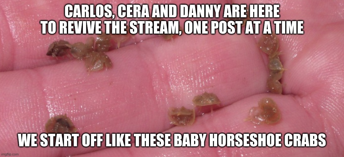*gets defibrilator* | CARLOS, CERA AND DANNY ARE HERE TO REVIVE THE STREAM, ONE POST AT A TIME; WE START OFF LIKE THESE BABY HORSESHOE CRABS | image tagged in baby horseshoe crabs | made w/ Imgflip meme maker