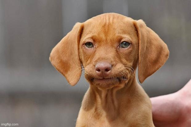 Unimpressed Vizsla | image tagged in unimpressed vizsla | made w/ Imgflip meme maker