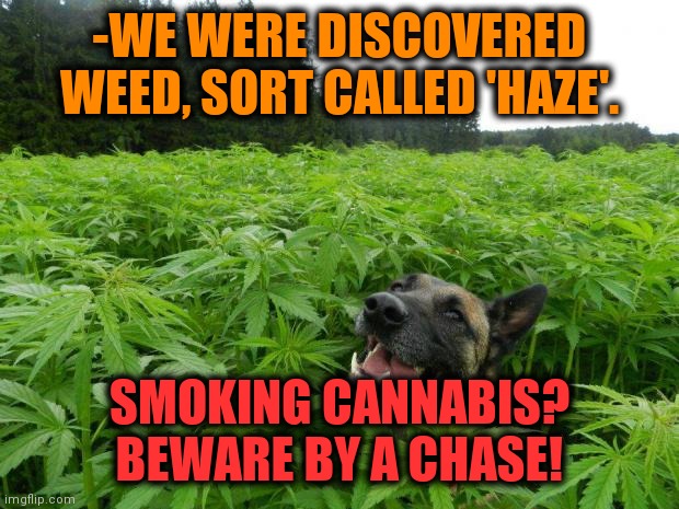-Catch as finger ring. | -WE WERE DISCOVERED WEED, SORT CALLED 'HAZE'. SMOKING CANNABIS? BEWARE BY A CHASE! | image tagged in weed policedog,smoke weed everyday,legalize weed,jack sparrow being chased,battlefield,outlaws | made w/ Imgflip meme maker