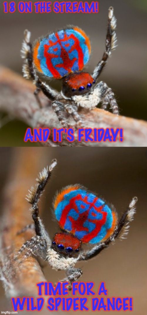 Peacock spiders. Who knew? | 18 ON THE STREAM! AND IT'S FRIDAY! TIME FOR A WILD SPIDER DANCE! | image tagged in spider,cute,dance | made w/ Imgflip meme maker