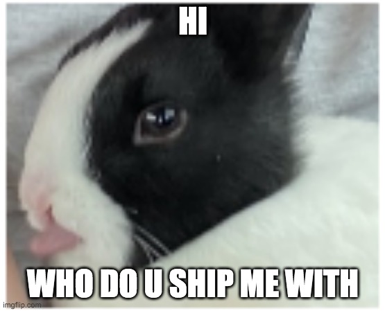 i made this temp its a pic of my bunny lol | HI; WHO DO U SHIP ME WITH | image tagged in derp,only cuz everyone saying | made w/ Imgflip meme maker