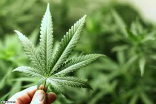 marijuana | image tagged in marijuana | made w/ Imgflip meme maker