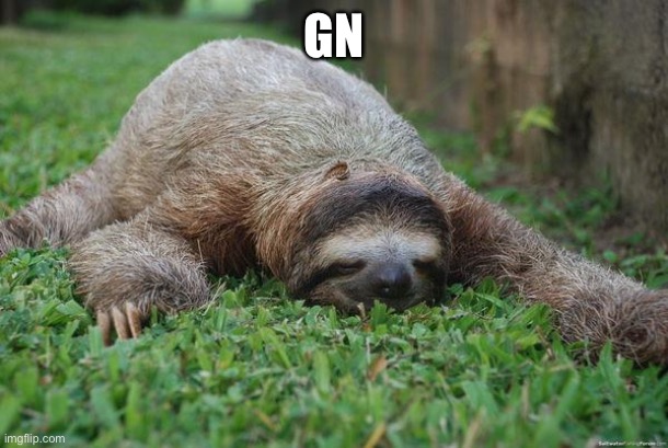 Sleeping sloth | GN | image tagged in sleeping sloth | made w/ Imgflip meme maker