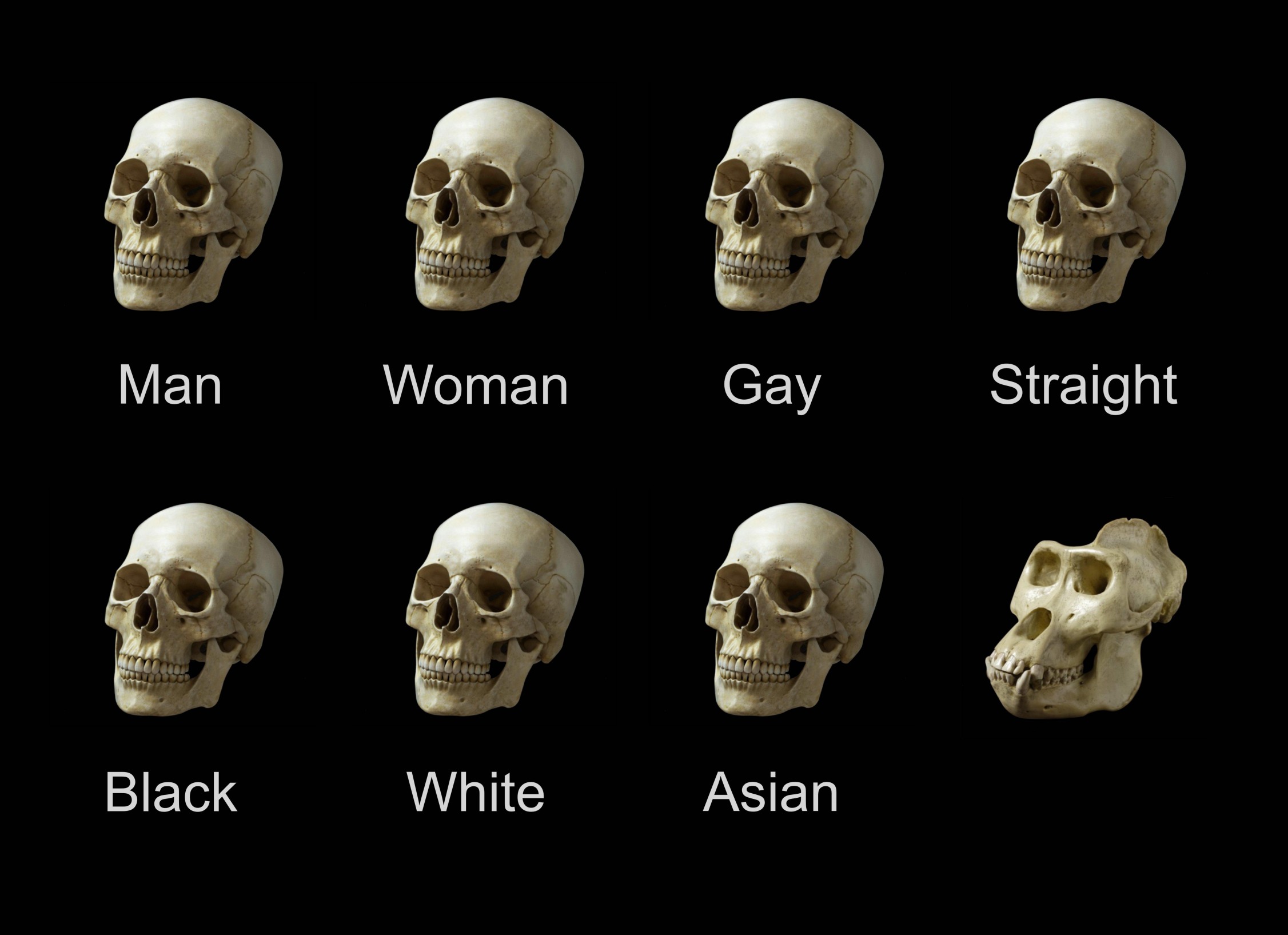 High Quality skull Blank Meme Template
