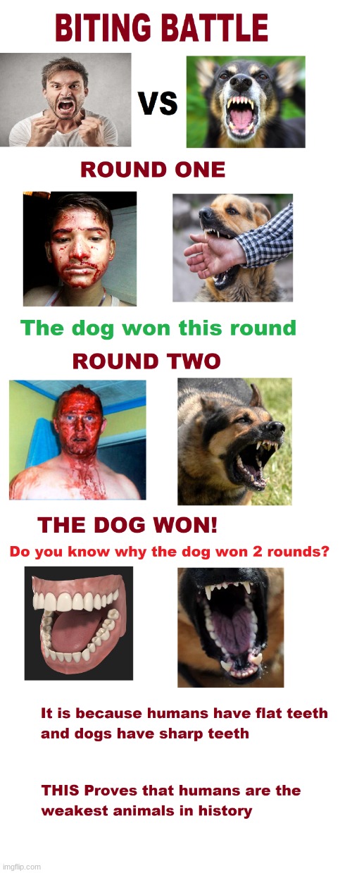 humans vs dogs | image tagged in humans vs dogs | made w/ Imgflip meme maker