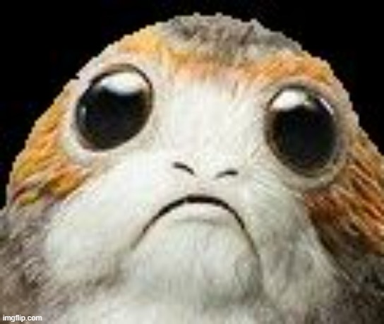 Cute Porg | image tagged in cute porg | made w/ Imgflip meme maker