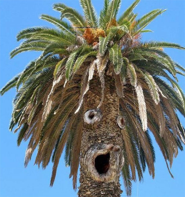 High Quality Palm tree looks like sideshow bob Blank Meme Template