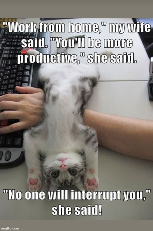 Those Crazy Cats... | image tagged in cute cat | made w/ Imgflip meme maker