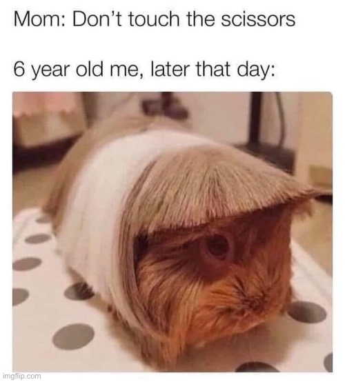 [A very bright future in hairdressing] | image tagged in hamster,haircut,repost,reposts,reposts are awesome,hairstyle | made w/ Imgflip meme maker