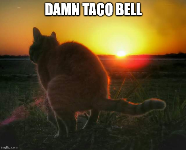 cat pooping and sunset | DAMN TACO BELL | image tagged in cat pooping and sunset | made w/ Imgflip meme maker