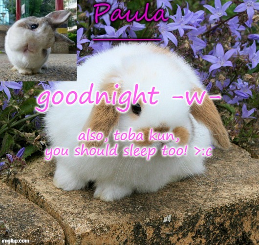 >:c | goodnight -w-; also, toba kun, you should sleep too! >:c | image tagged in paula bunny template 3 | made w/ Imgflip meme maker