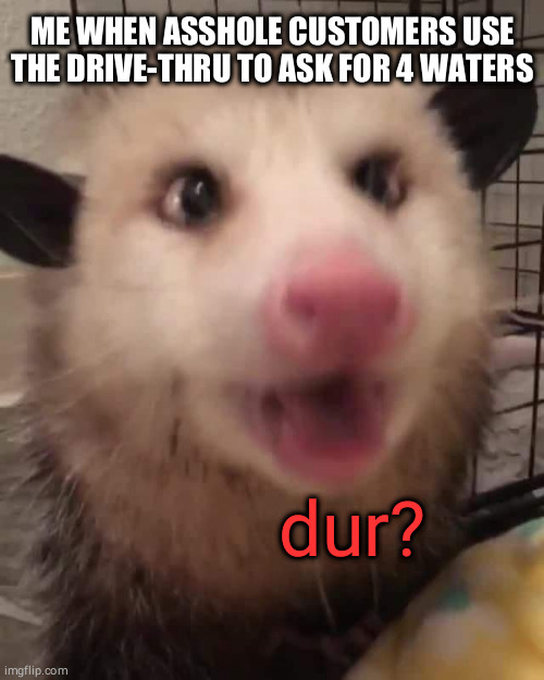 dur? | ME WHEN ASSHOLE CUSTOMERS USE THE DRIVE-THRU TO ASK FOR 4 WATERS; dur? | image tagged in funny animals,possum,coffee,coffee addict,barista,starbucks barista | made w/ Imgflip meme maker