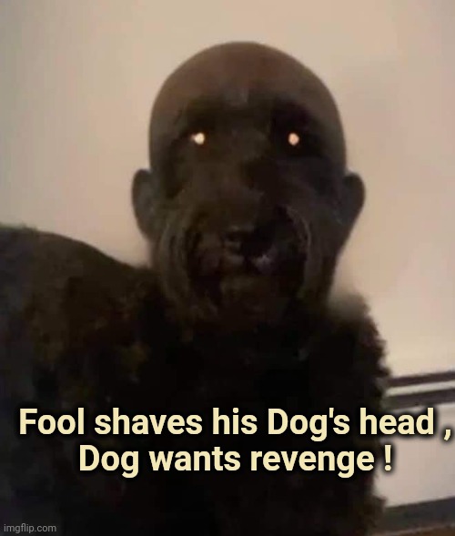Cruelty to Animals | Fool shaves his Dog's head ,
Dog wants revenge ! | image tagged in domestic abuse,bad pun dog,sad but true,billy what have you done | made w/ Imgflip meme maker