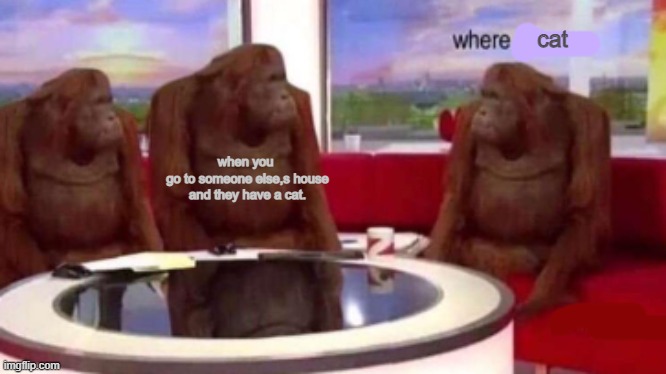 Monke wonders where |  cat; when you 
go to someone else,s house and they have a cat. | image tagged in where banana blank | made w/ Imgflip meme maker