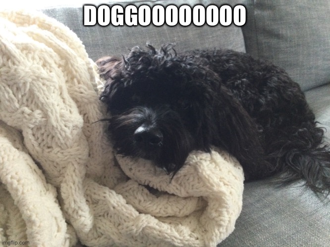 awwweeee ^w^ | DOGGOOOOOOOO | image tagged in aweee | made w/ Imgflip meme maker