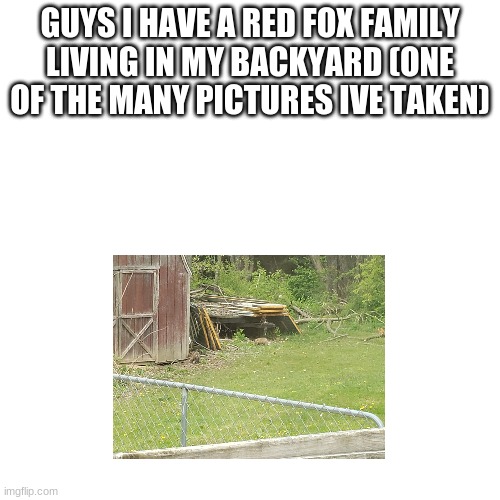 im so happy | GUYS I HAVE A RED FOX FAMILY LIVING IN MY BACKYARD (ONE OF THE MANY PICTURES IVE TAKEN) | image tagged in memes,blank transparent square | made w/ Imgflip meme maker