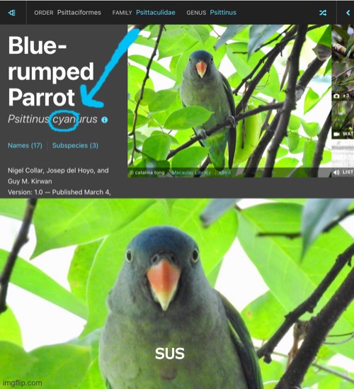 Among us parrot | SUS | image tagged in among us,sus,parrot,among us memes,among us sus | made w/ Imgflip meme maker