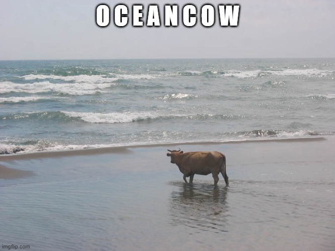 o c e a n c o w | O C E A N C O W | made w/ Imgflip meme maker