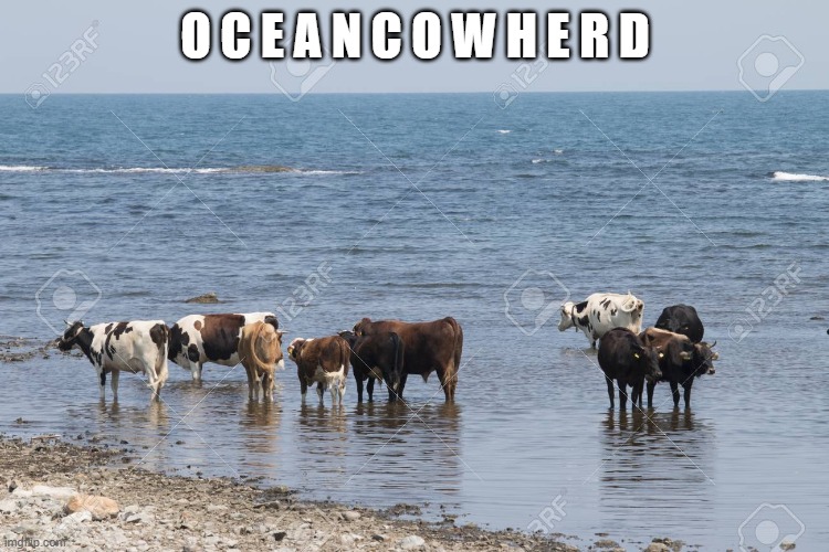 o r w h a t e v e r t h e f u c k a g r o u p o f c o w s i s c a l l e d | O C E A N C O W H E R D | made w/ Imgflip meme maker