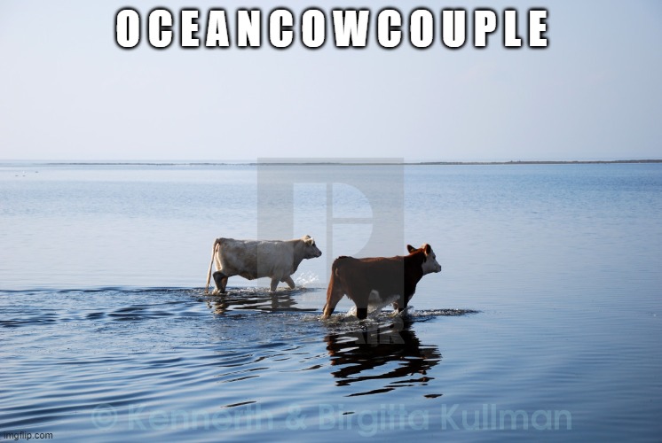 i s h i p i t | O C E A N C O W C O U P L E | image tagged in ocean cow couple | made w/ Imgflip meme maker