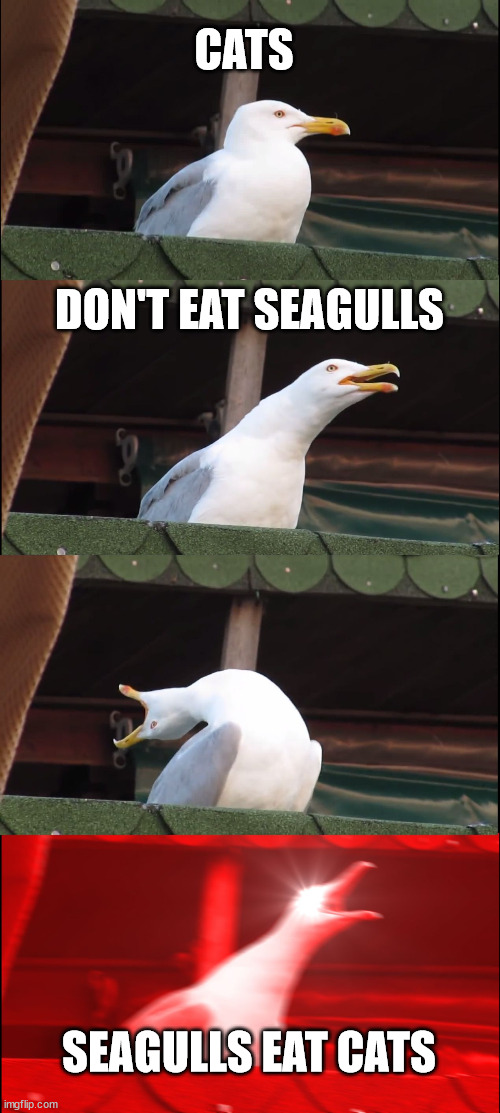 Angry segull | CATS; DON'T EAT SEAGULLS; SEAGULLS EAT CATS | image tagged in memes,inhaling seagull | made w/ Imgflip meme maker