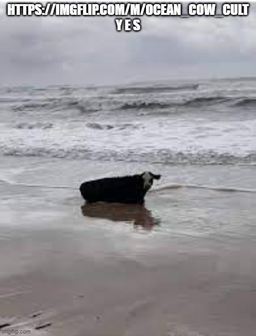 https://imgflip.com/m/ocean_cow_cult | HTTPS://IMGFLIP.COM/M/OCEAN_COW_CULT Y E S | made w/ Imgflip meme maker