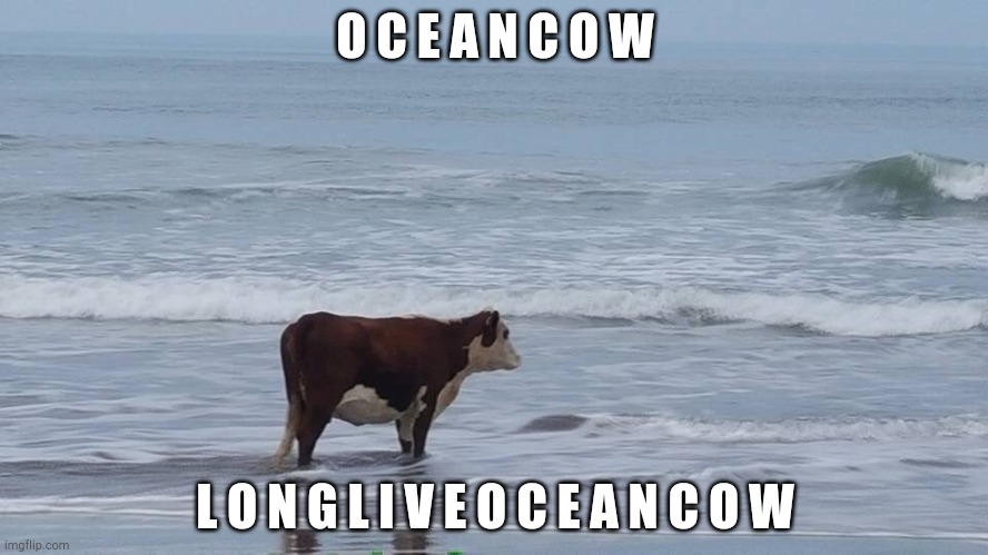 Long live ocean cow | O C E A N C O W; L O N G L I V E O C E A N C O W | image tagged in sad cow,ocean,cow | made w/ Imgflip meme maker
