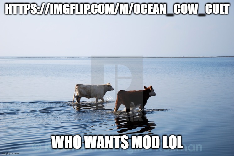 ocean cow couple | HTTPS://IMGFLIP.COM/M/OCEAN_COW_CULT; WHO WANTS MOD LOL | image tagged in ocean cow couple | made w/ Imgflip meme maker