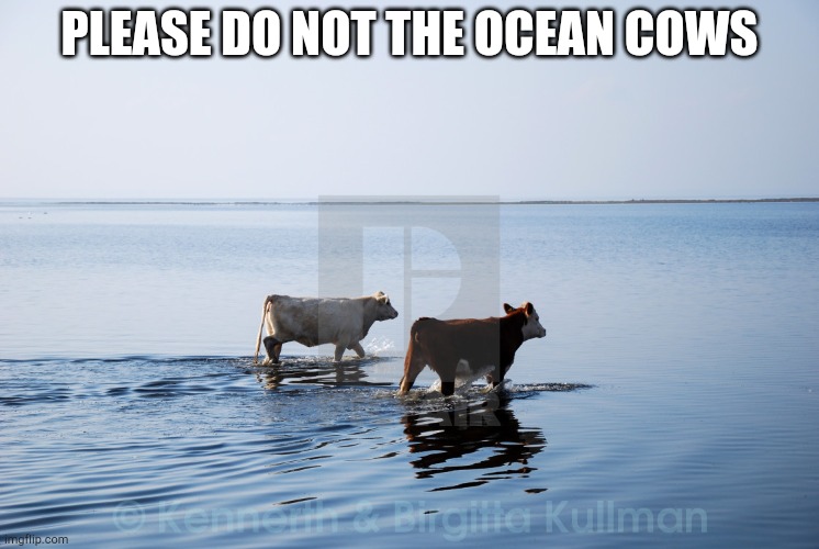 Please do not the ocean cows | PLEASE DO NOT THE OCEAN COWS | image tagged in ocean cow couple | made w/ Imgflip meme maker