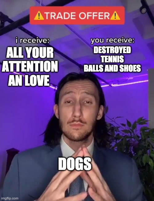 y dog y | DESTROYED TENNIS BALLS AND SHOES; ALL YOUR ATTENTION AN LOVE; DOGS | image tagged in trade offer,memes,funny memes,lol,funny | made w/ Imgflip meme maker
