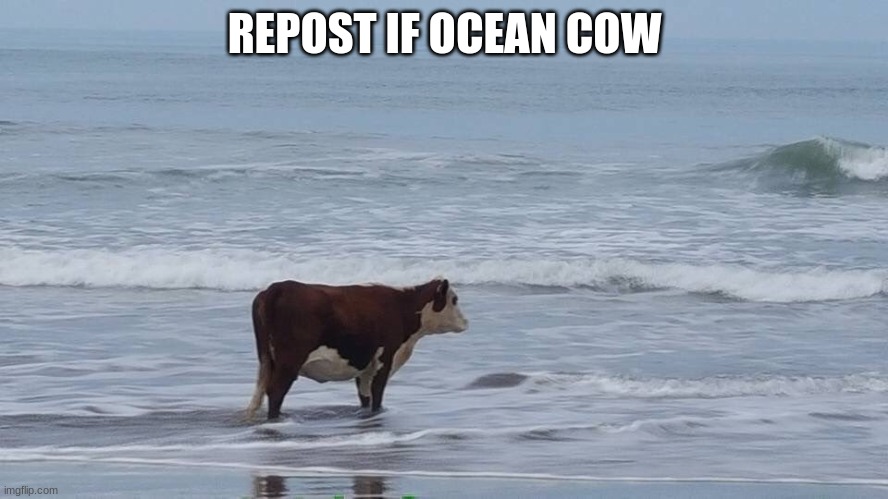 sad cow | REPOST IF OCEAN COW | image tagged in sad cow | made w/ Imgflip meme maker