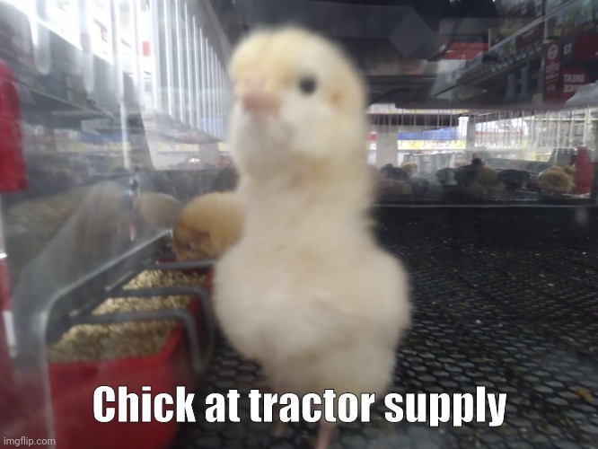 E | Chick at tractor supply | image tagged in e | made w/ Imgflip meme maker