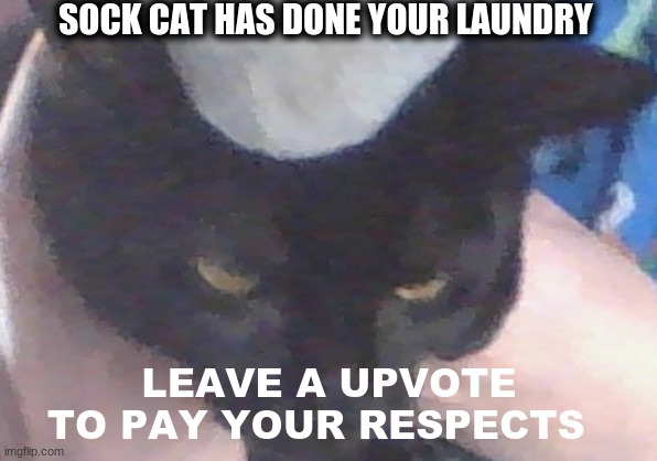 Sock cat | SOCK CAT HAS DONE YOUR LAUNDRY; LEAVE A UPVOTE TO PAY YOUR RESPECTS | image tagged in cat,sock,press f to pay respects,upvote,new | made w/ Imgflip meme maker