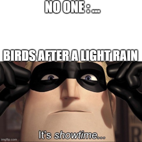 It happens so much it VA... | NO ONE : ... BIRDS AFTER A LIGHT RAIN | image tagged in memes | made w/ Imgflip meme maker