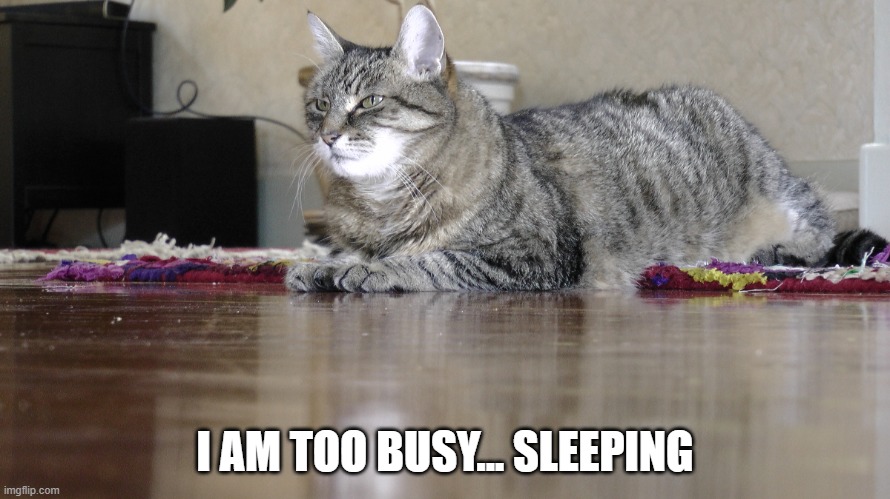 "I am too busy sleeping" | I AM TOO BUSY... SLEEPING | image tagged in cats,old cats,tabby cats | made w/ Imgflip meme maker