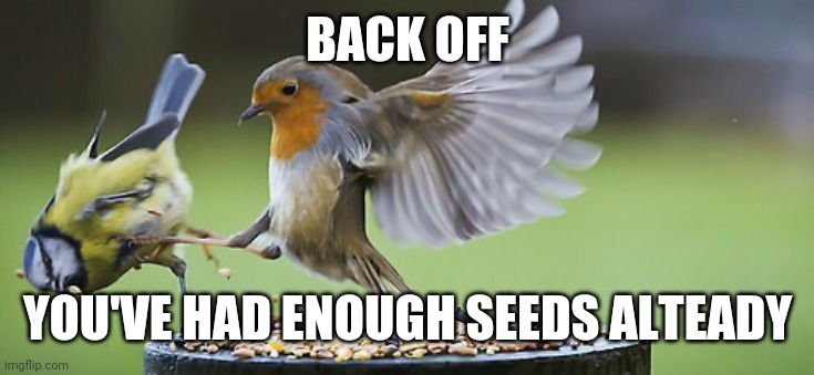 Bird fight | BACK OFF; YOU'VE HAD ENOUGH SEEDS ALTEADY | image tagged in birds,funny,animals,fight,cute | made w/ Imgflip meme maker